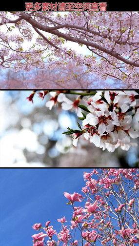 桃花视频国产,国货之光，引领短视频新潮流