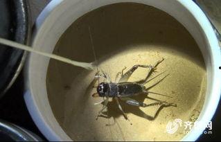 国产抓蟋蟀视频大全集,国产抓蟋蟀视频大全集精彩回顾