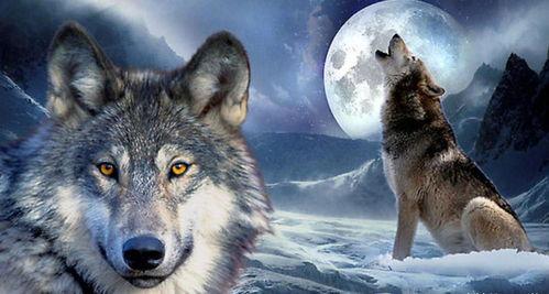 国产在线视频野狼,国产在线视频平台的崛起与挑战