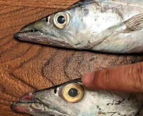 巴巴鱼国产在线视频,国产动画的崛起与魅力展现