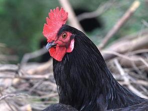 国产黑公鸡动画视频,探寻东方神话与现代视角的交融之旅