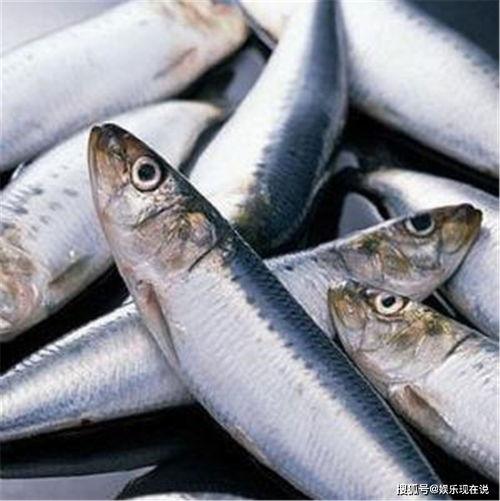 国产鳕鱼怎么钓的视频,视频教学助你一网打尽