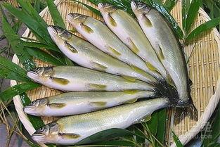 国产香鱼养殖技术视频大全,全方位解析养殖奥秘