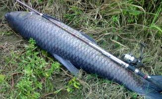 腾青鱼视频在线观看国产,腾青鱼视频带你领略国产魅力